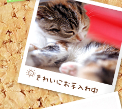 ���ꂢ�ɂ�����ꒆ