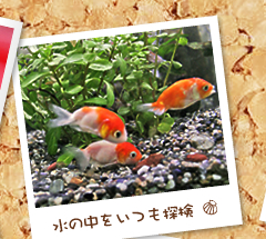 ���̒��������T��