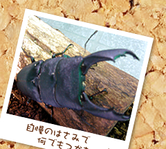 �����̂͂��݂ŉ��ł����ނ�
