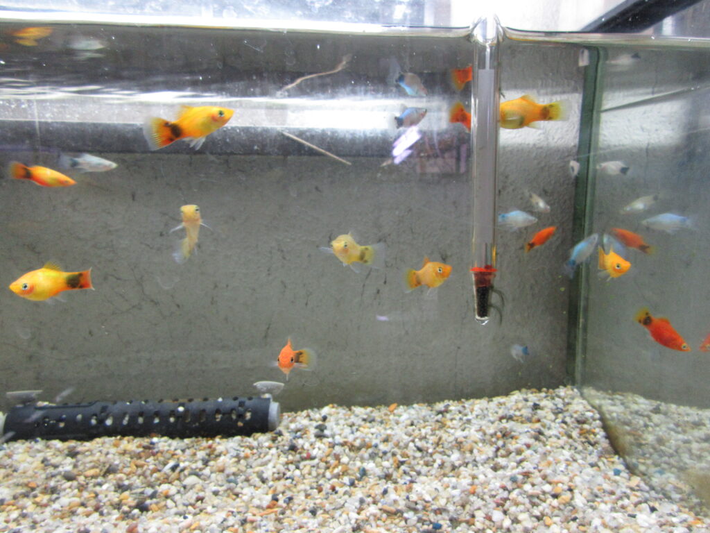 入荷情報