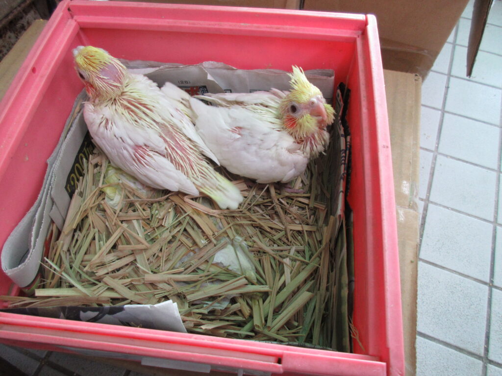 入荷情報