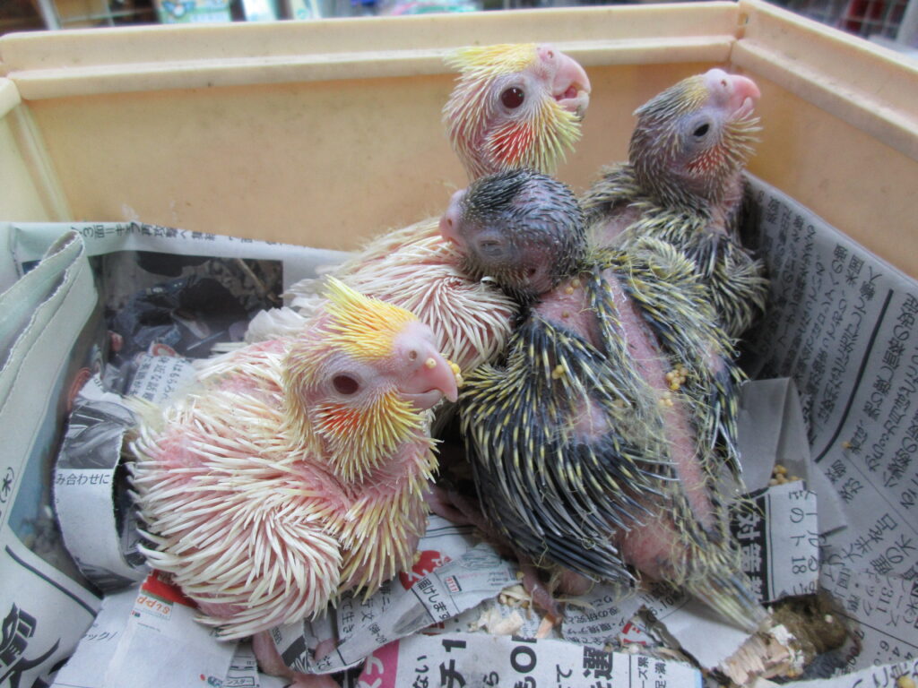 入荷情報