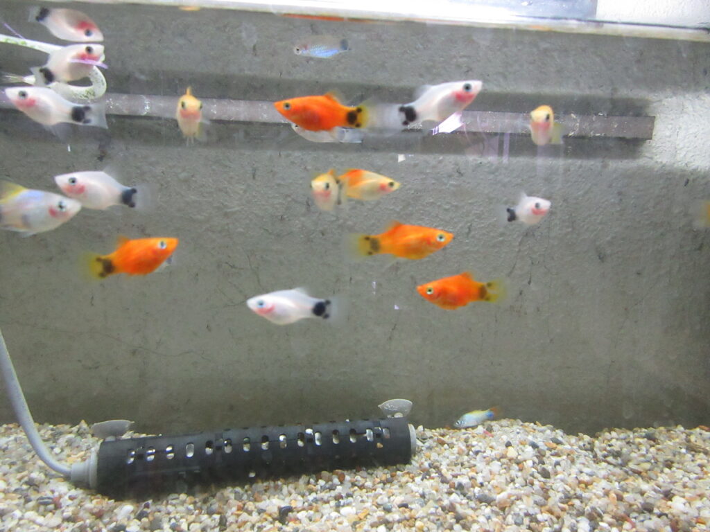 入荷情報