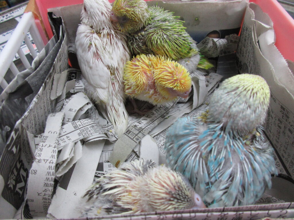 入荷情報