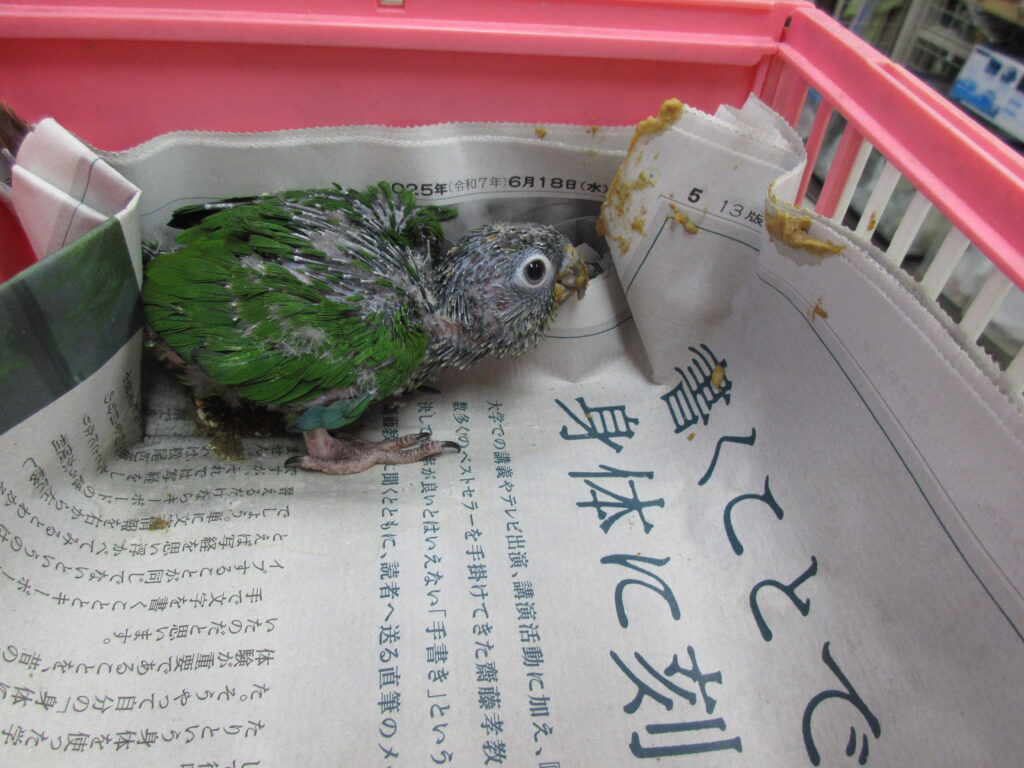 入荷情報