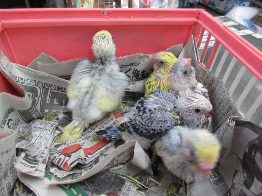 入荷情報