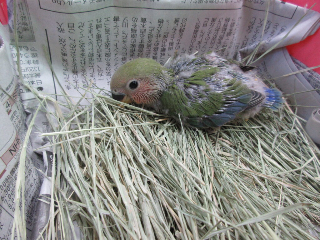 入荷情報