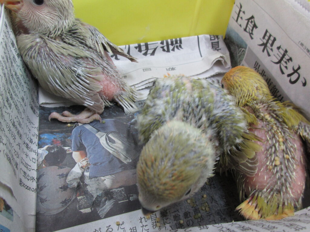 入荷情報