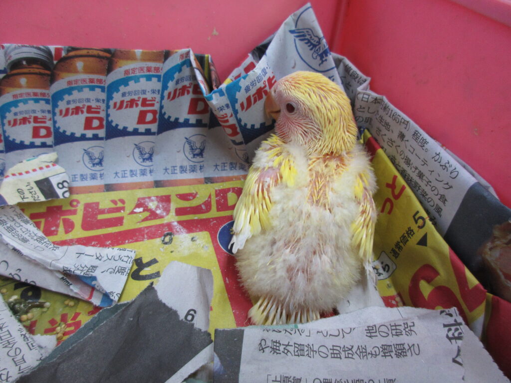 入荷情報