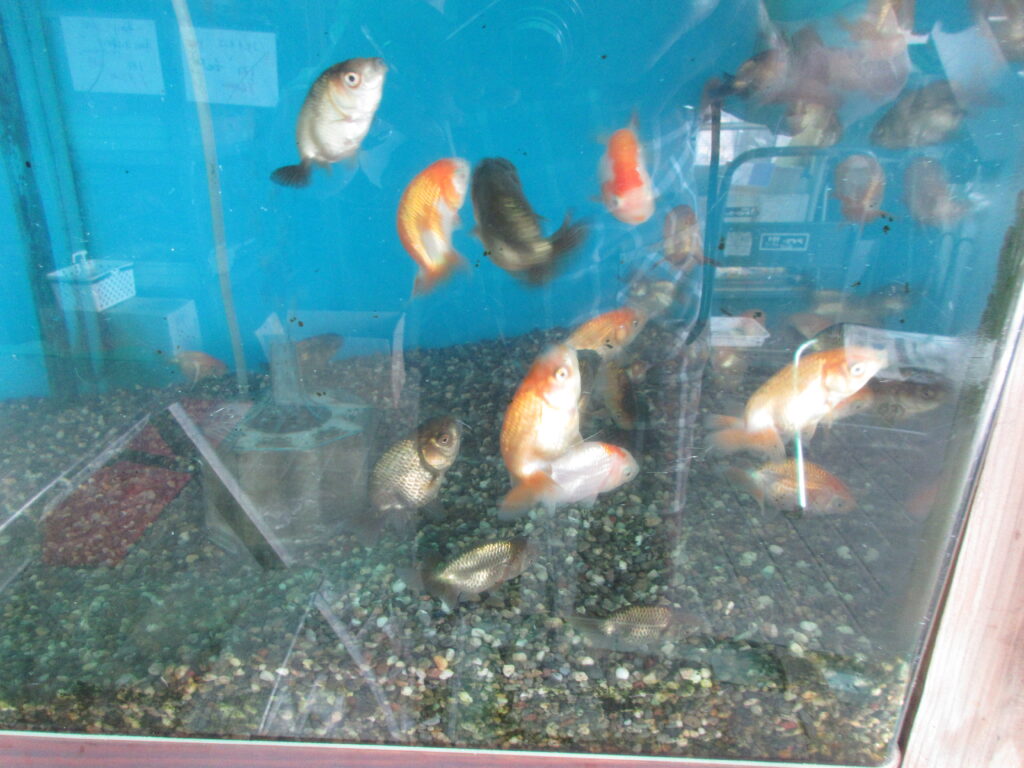 入荷情報