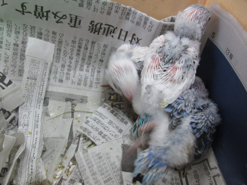 入荷情報