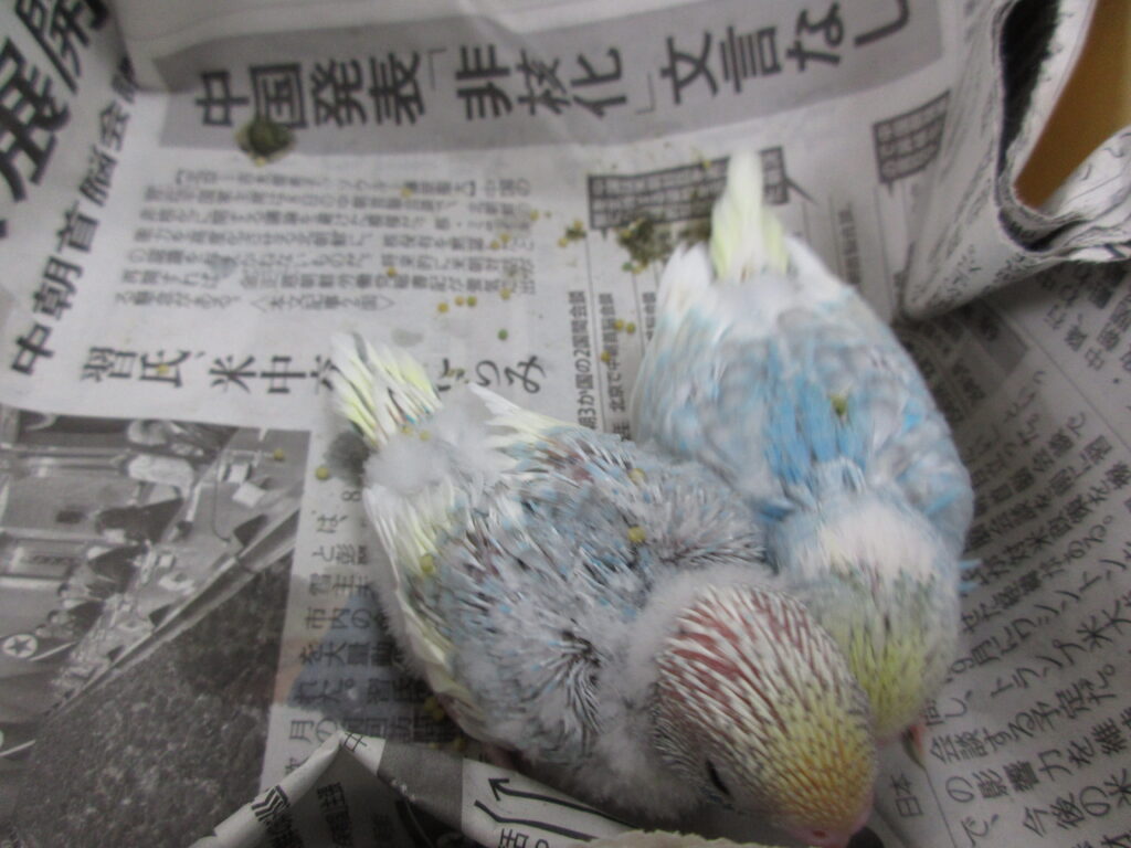 入荷情報
