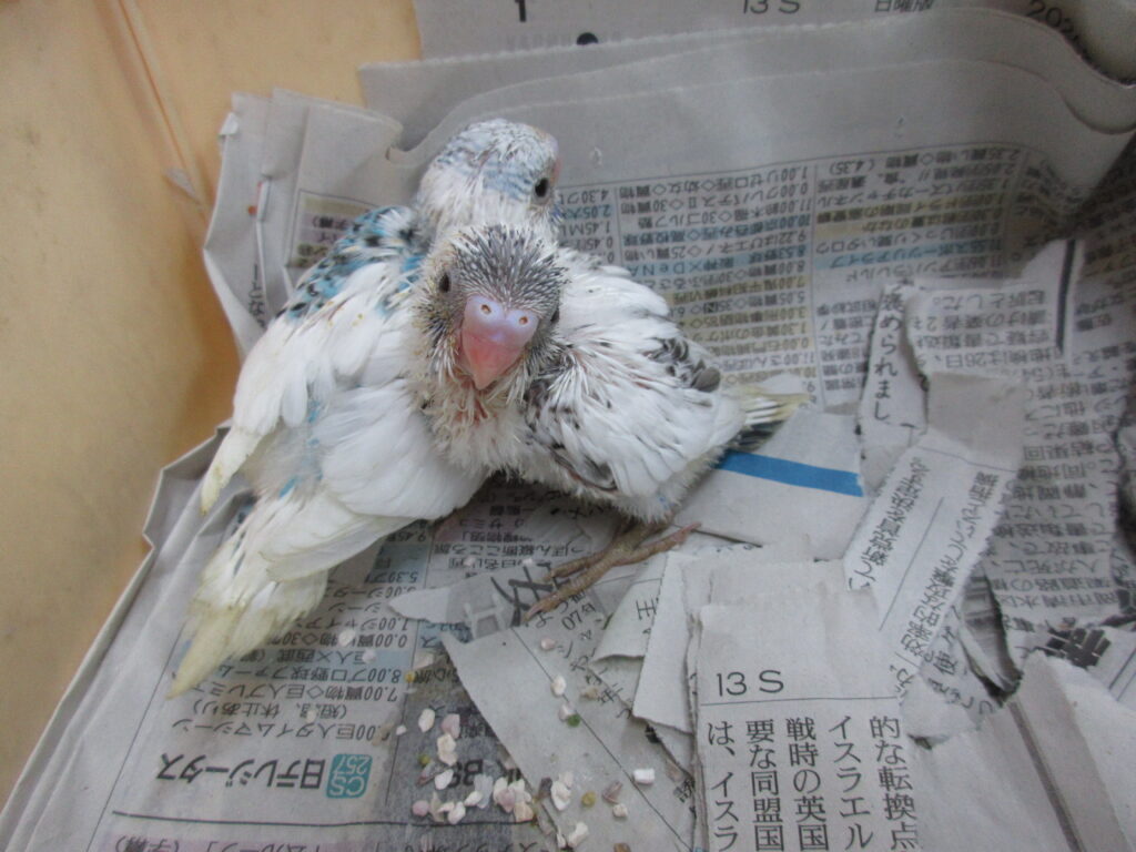 入荷情報