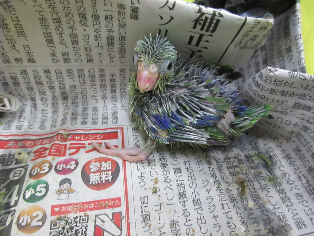 入荷情報
