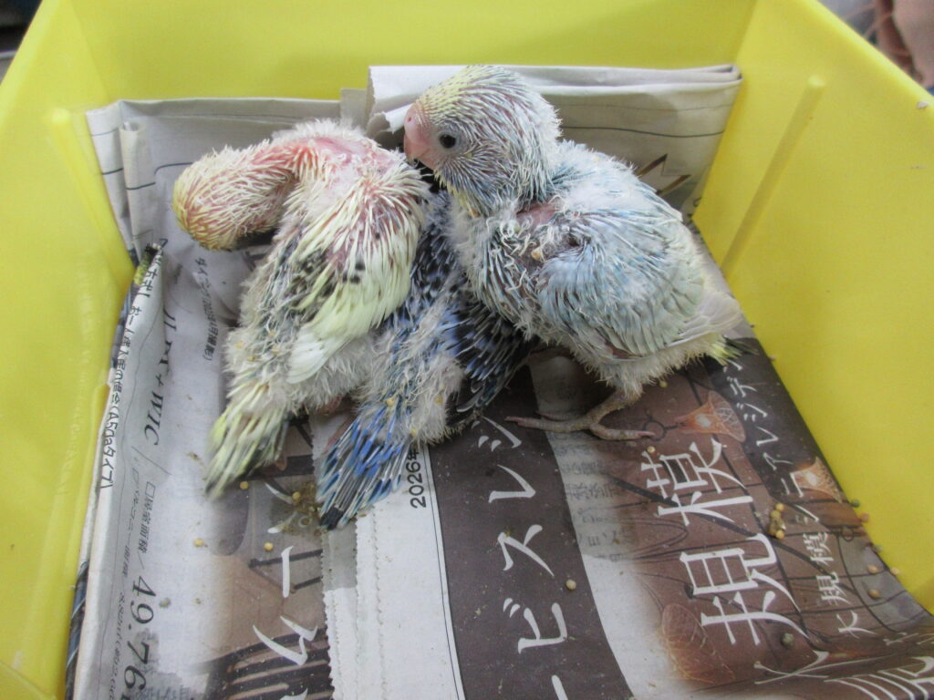 入荷情報