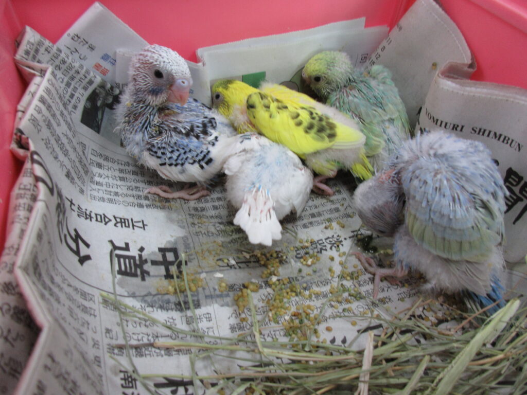 入荷情報