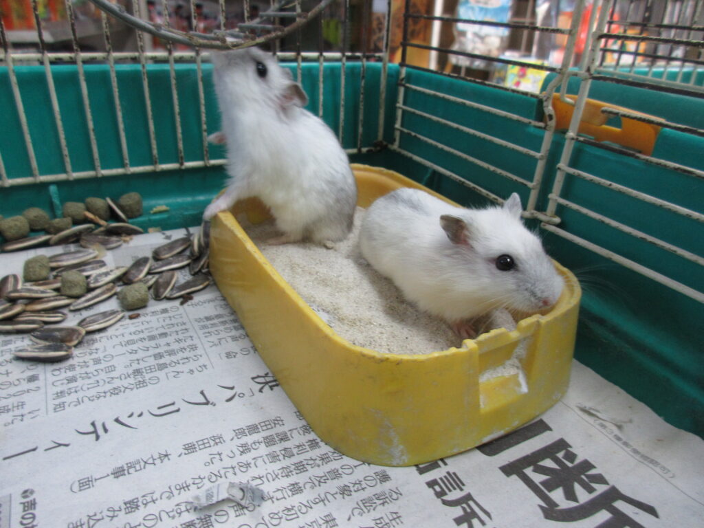 入荷情報