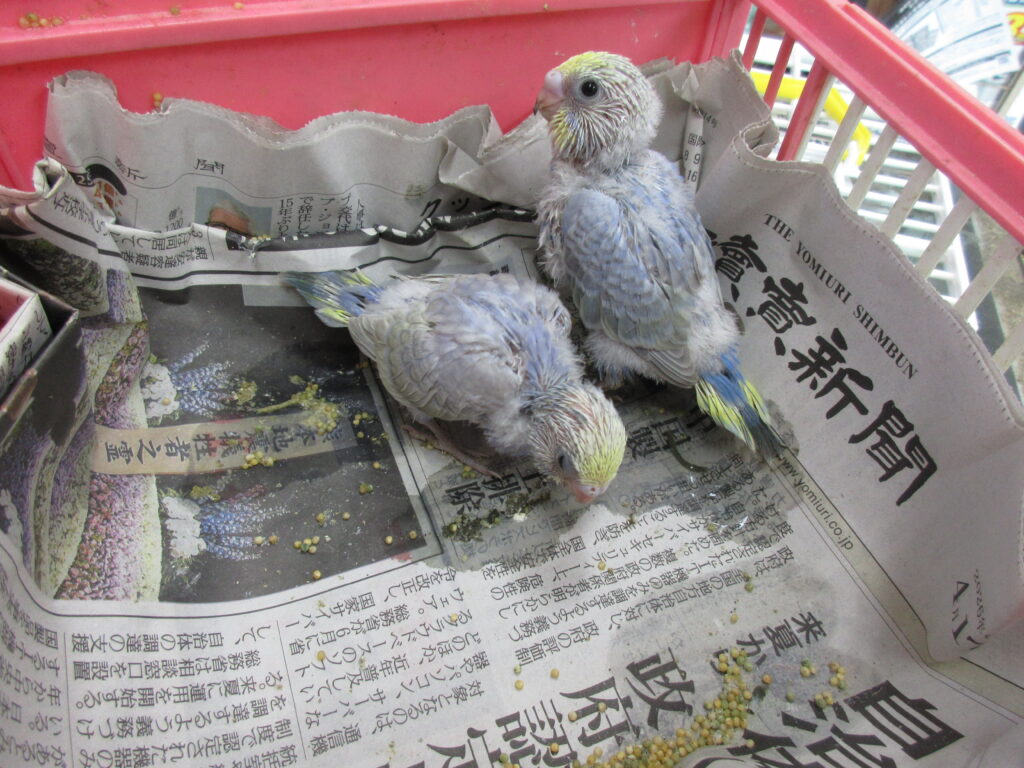 入荷情報