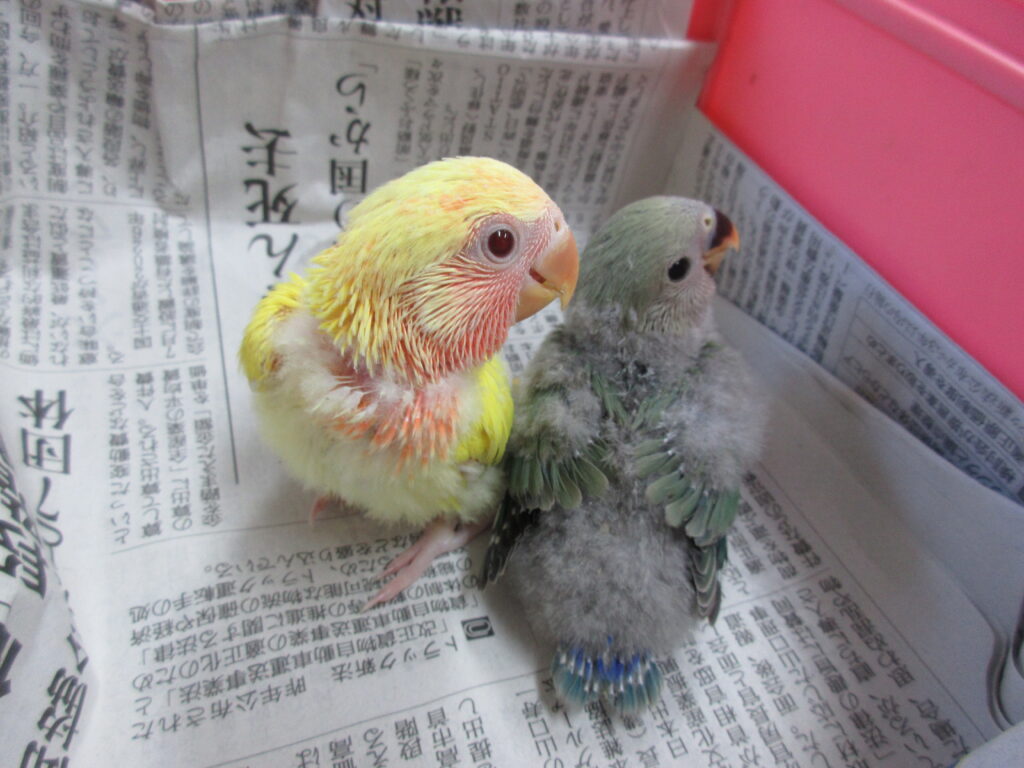 入荷情報