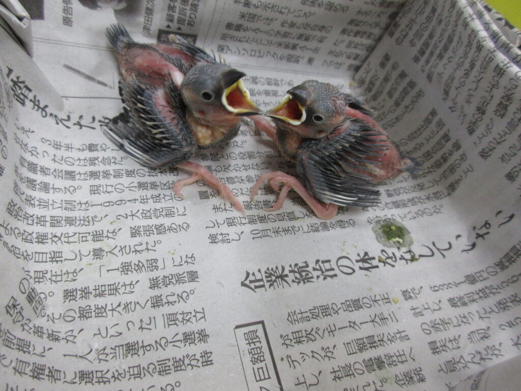 入荷情報