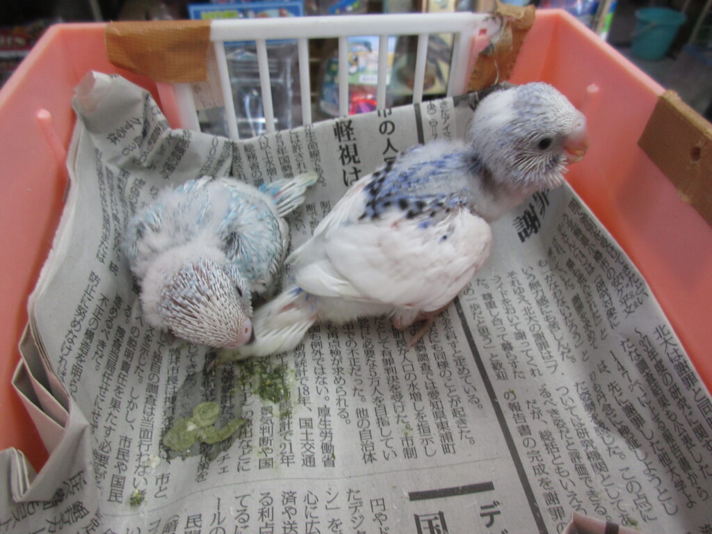 入荷情報